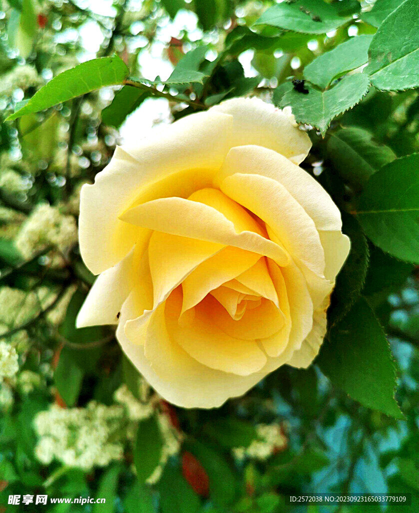 月季花开