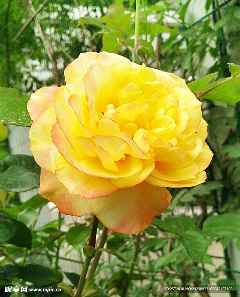 月季花开