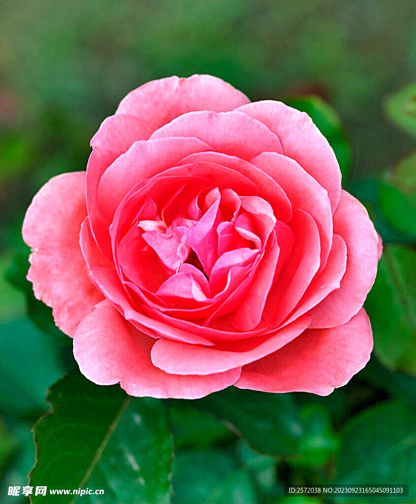 月季花开