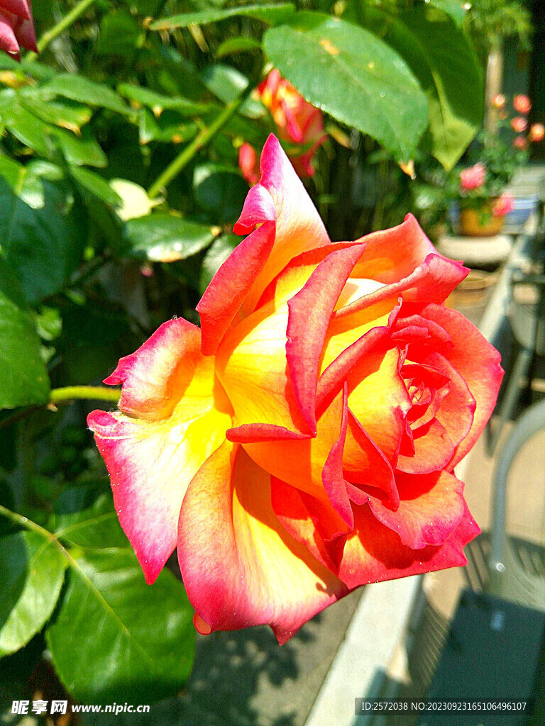 月季花开