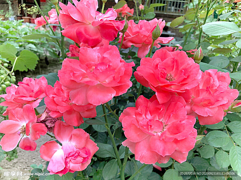 月季花开