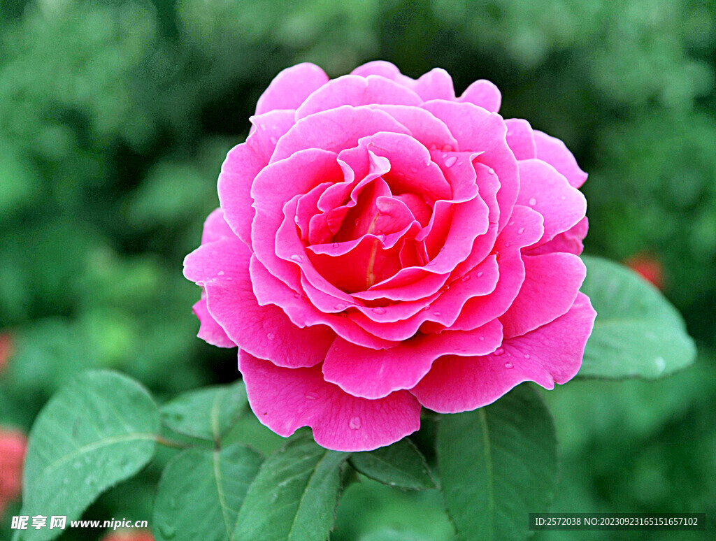 月季花开