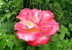 月季花开