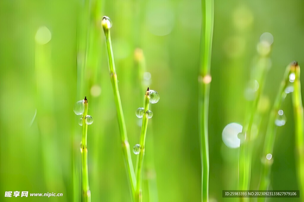 青草