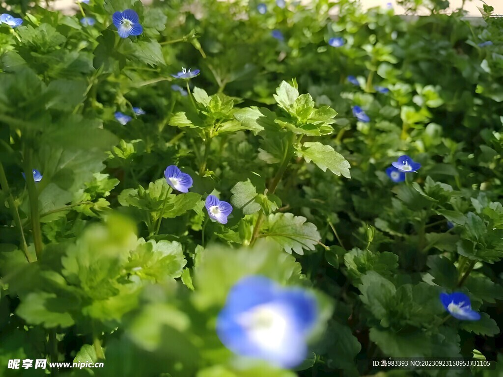 野花