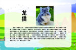 宠物简介   龙猫