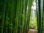 竹林