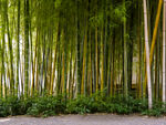 竹林