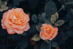 玫瑰花
