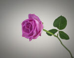 玫瑰花