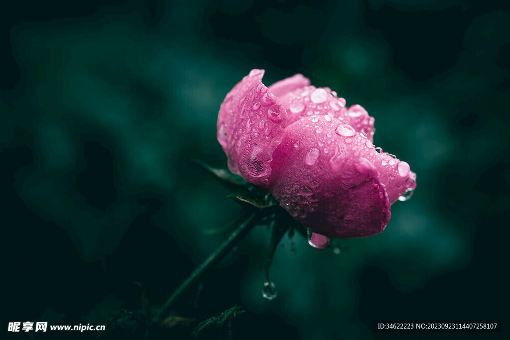 玫瑰花