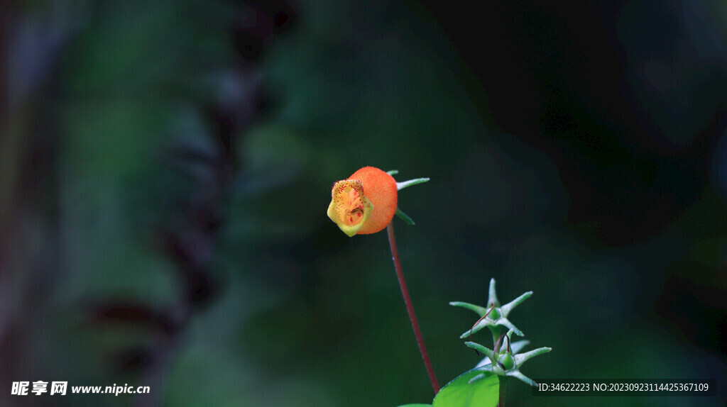 玫瑰花