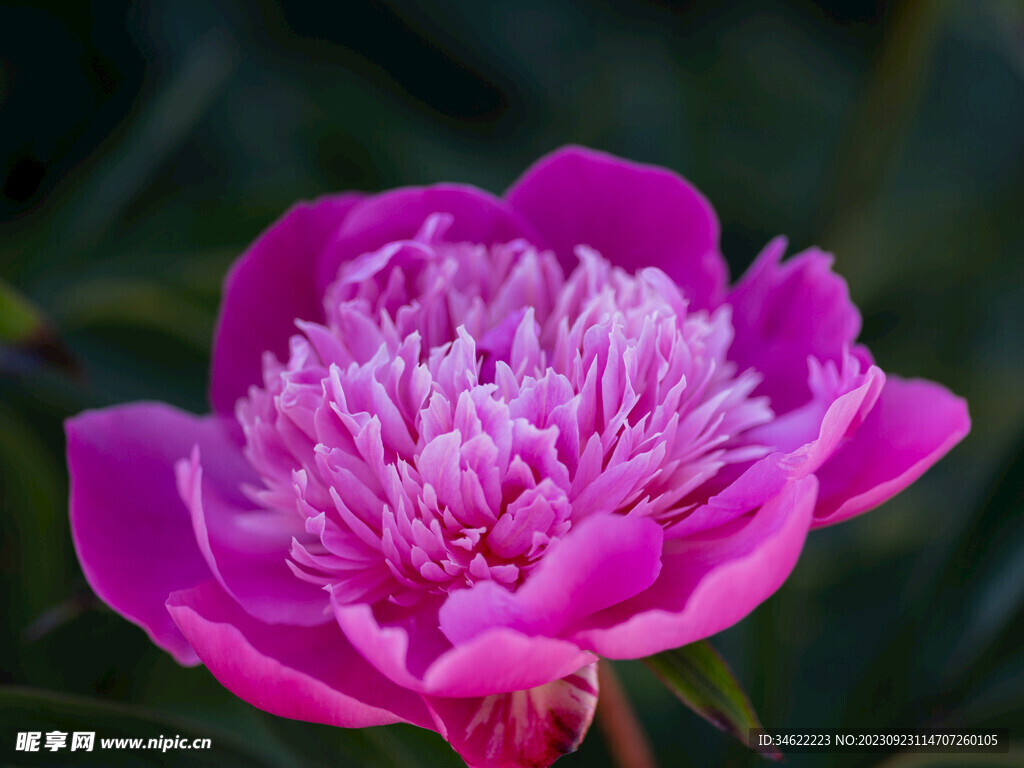玫瑰花