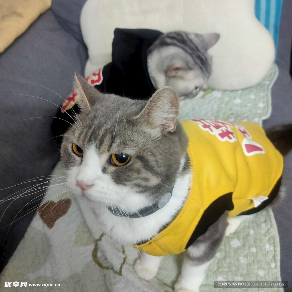 不服气的小猫