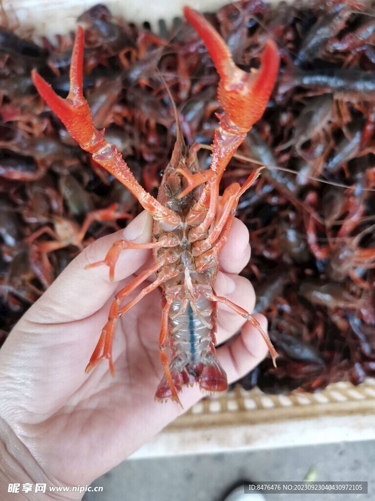 小龙虾