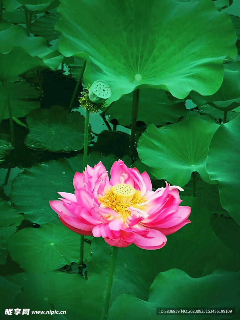 莲花