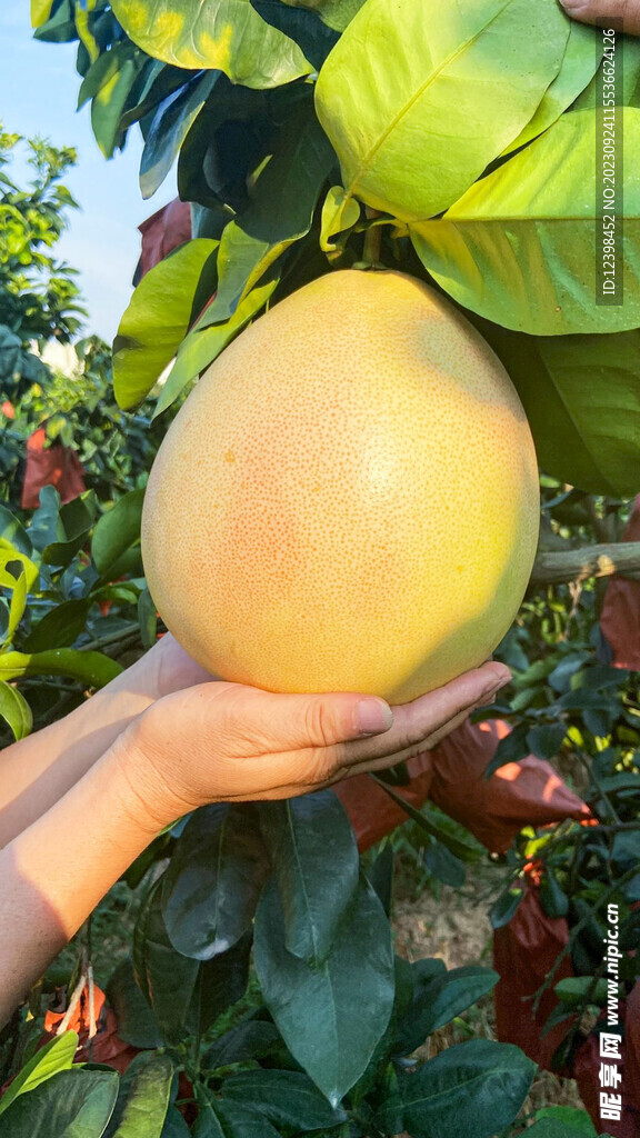 红心柚