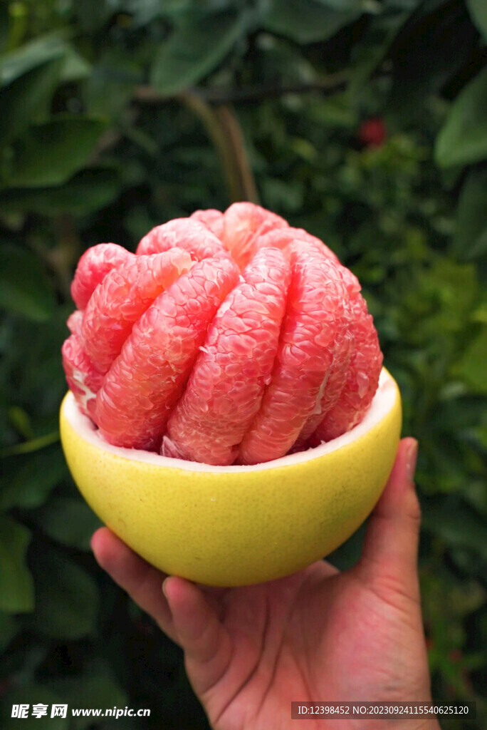 红心柚