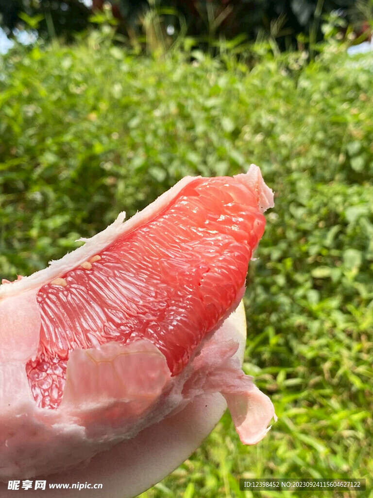 红心柚