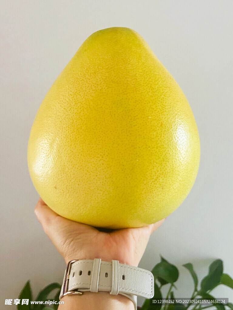 红心柚