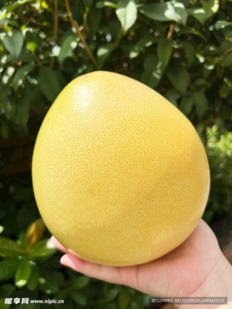 柚子