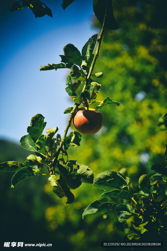 苹果特写