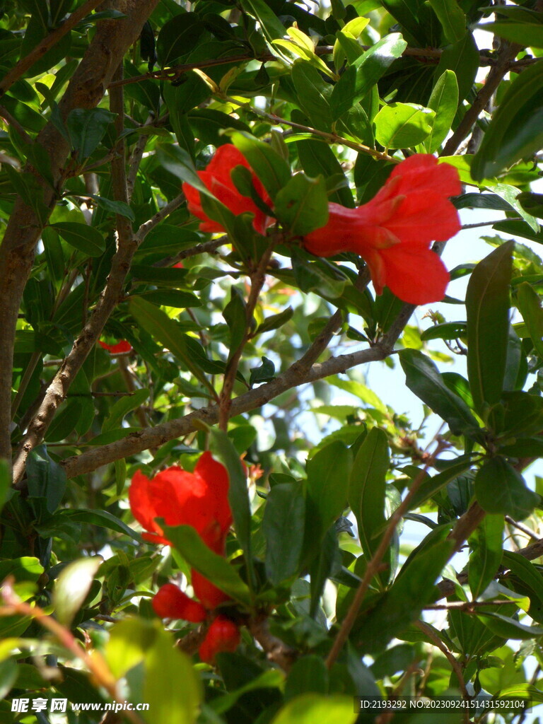 石榴花
