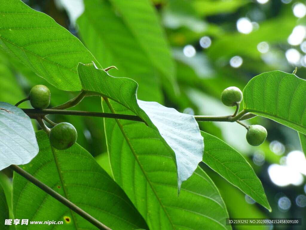 水果