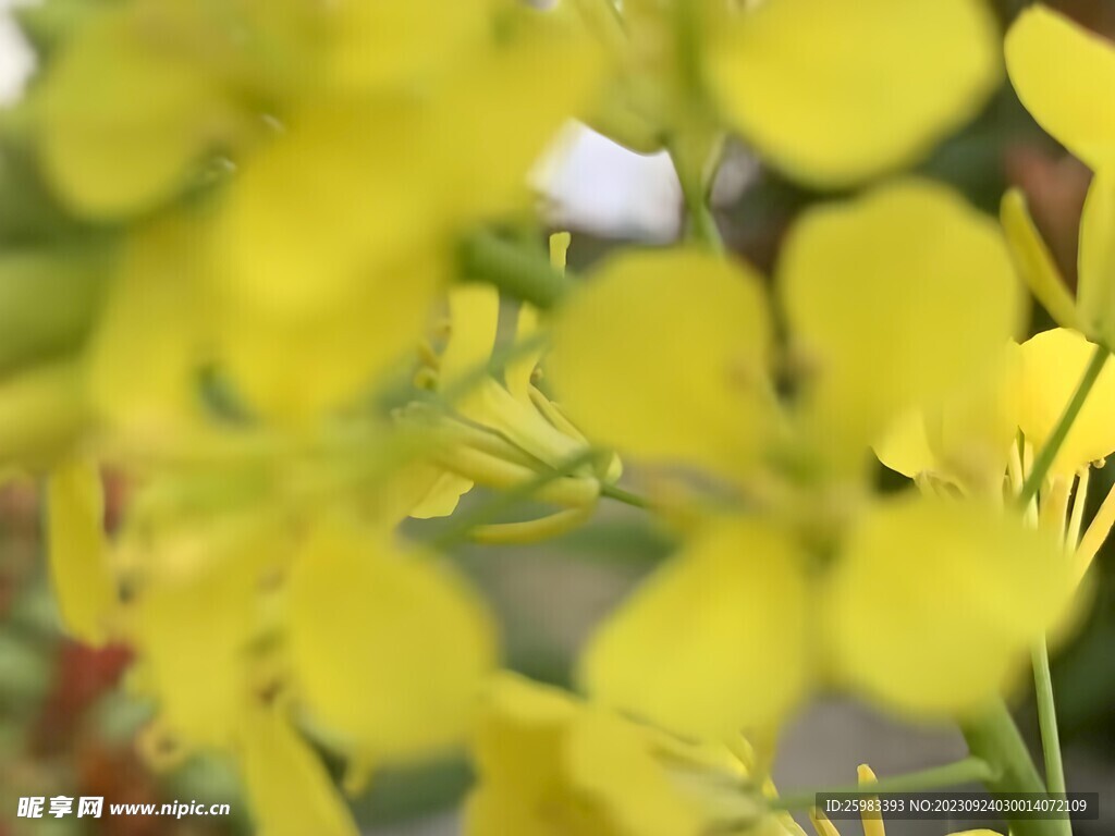 野花