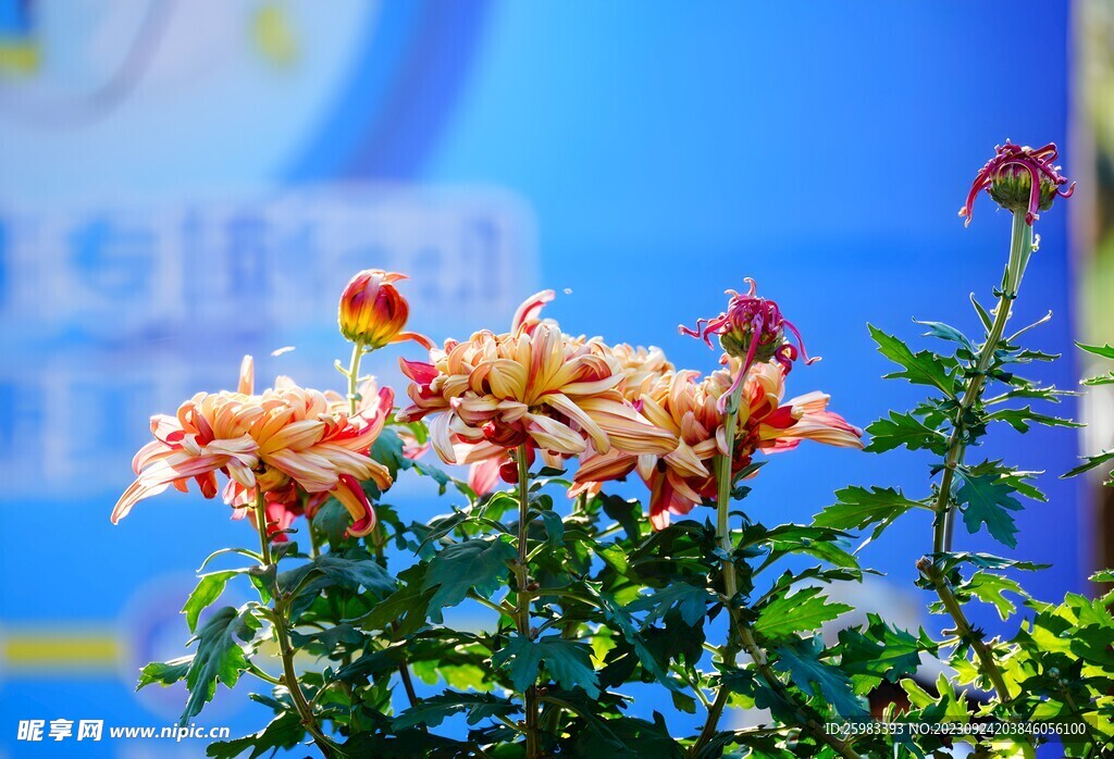 野花