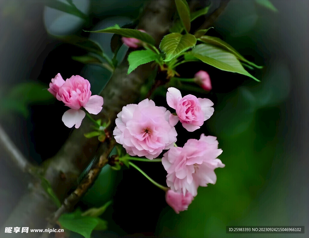 樱花