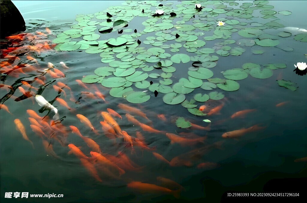 锦鲤