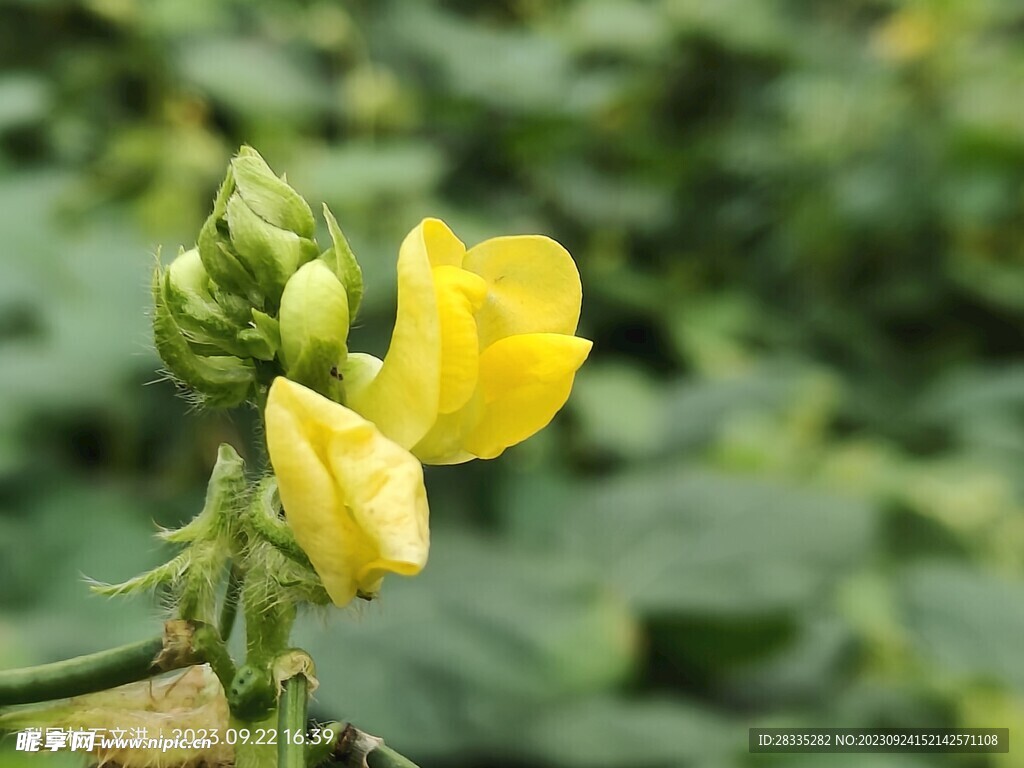 无名野花