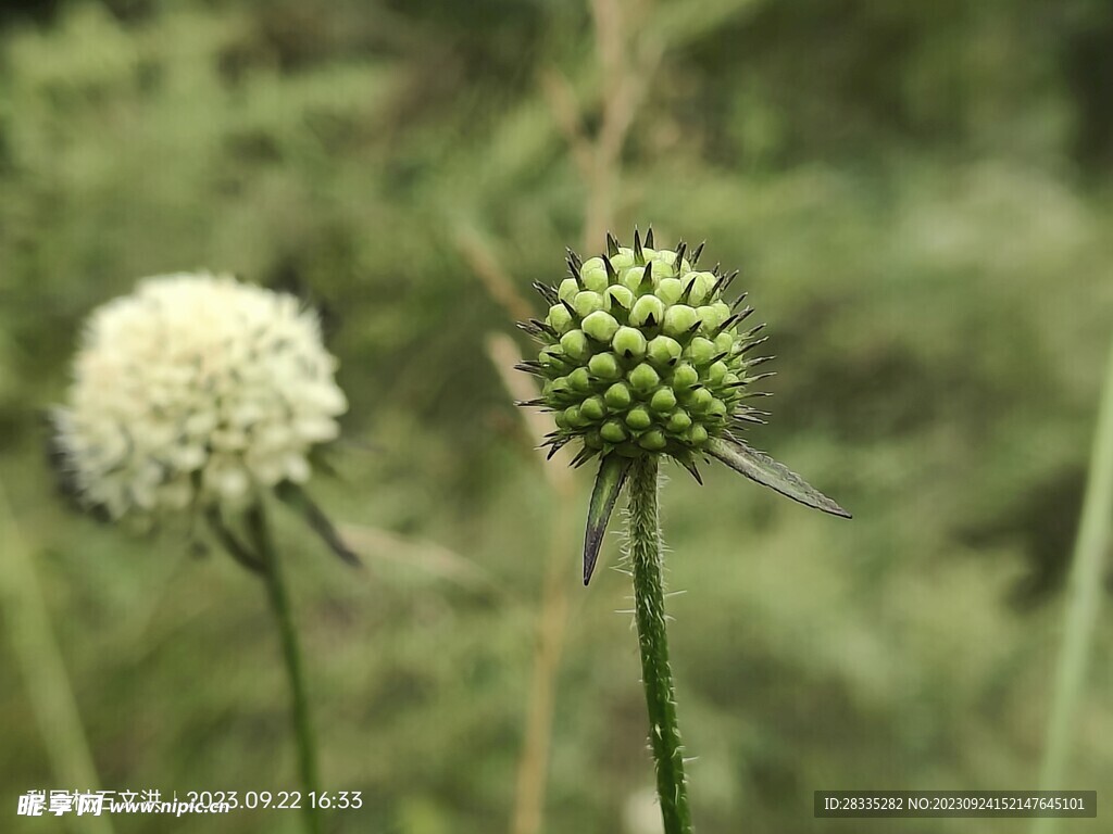 小野花