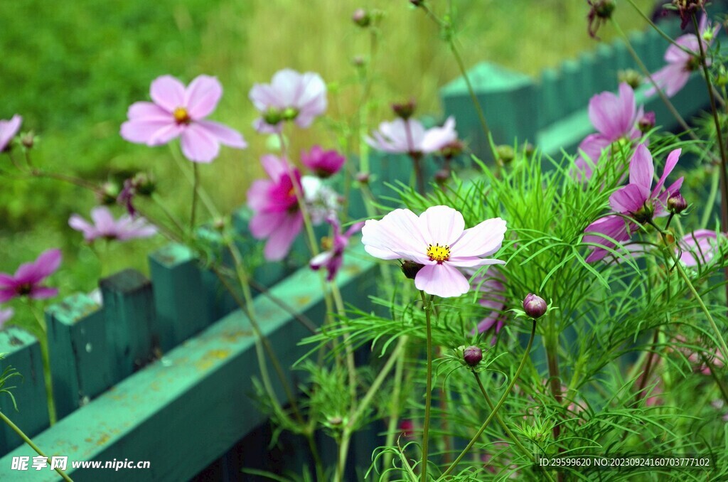 格桑花