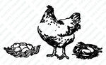 鸡 鸡蛋矢量线稿图片