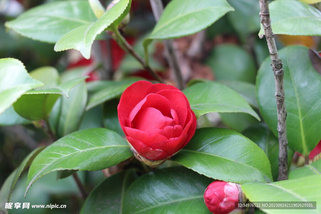 山茶花