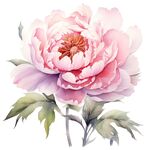 牡丹花素材