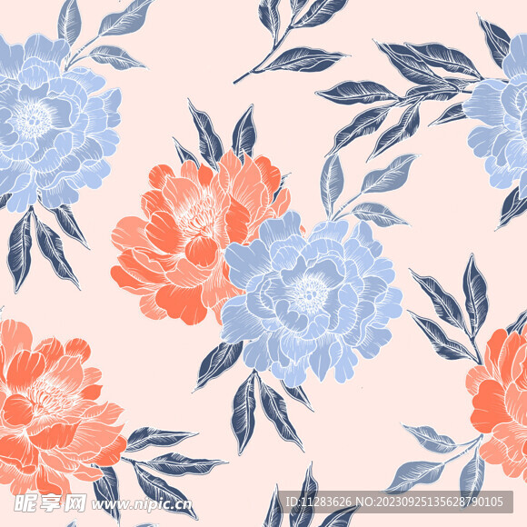 牡丹花插画