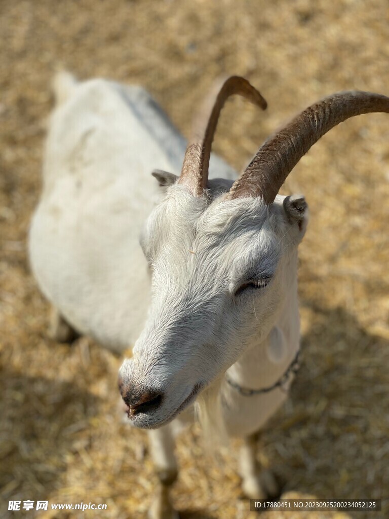 山羊