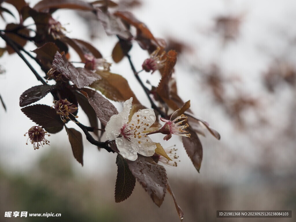 樱花