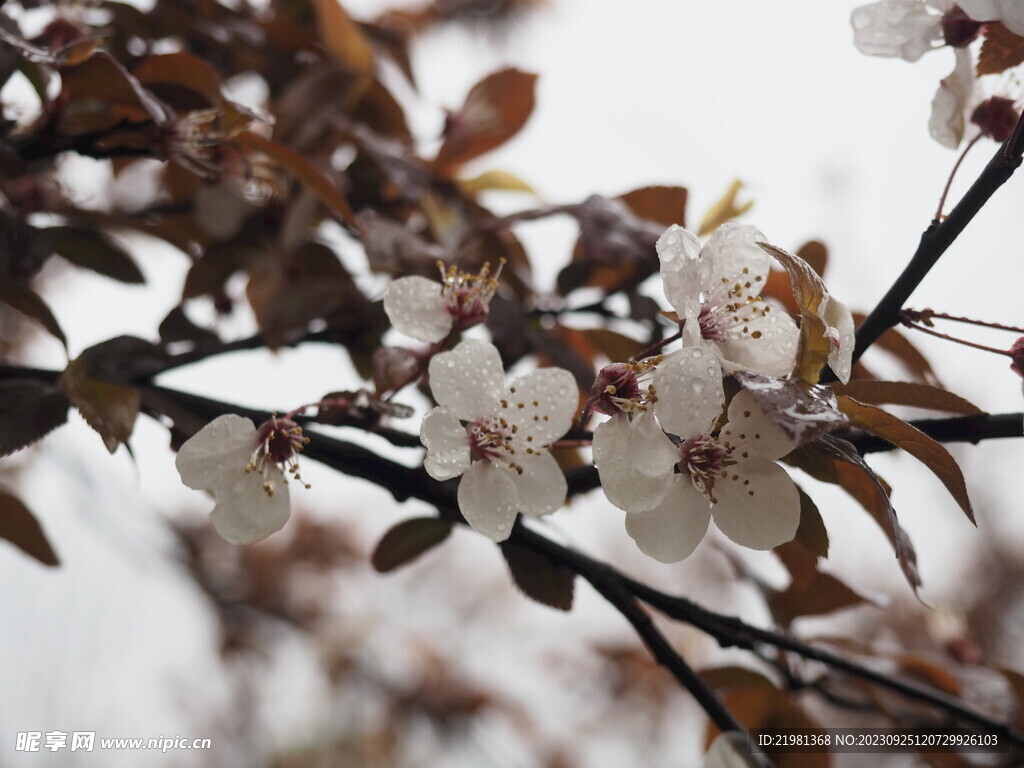 樱花