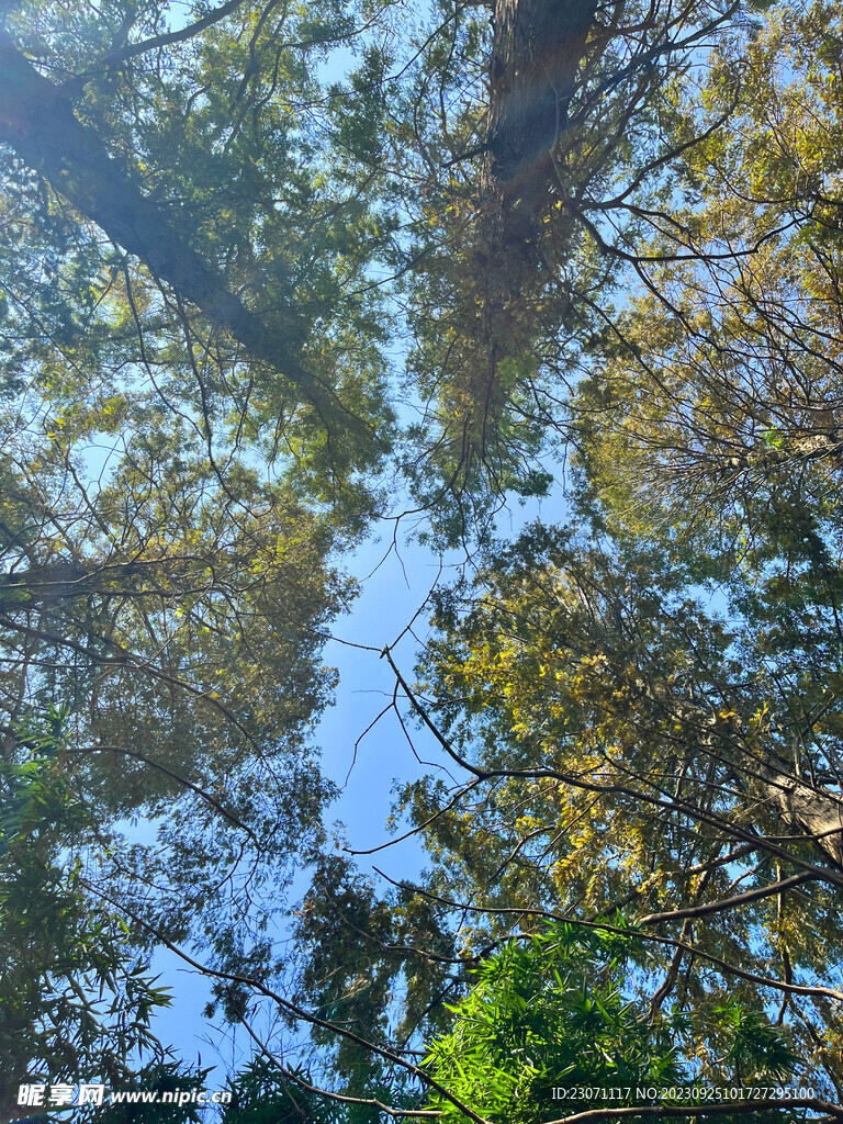 树木天空