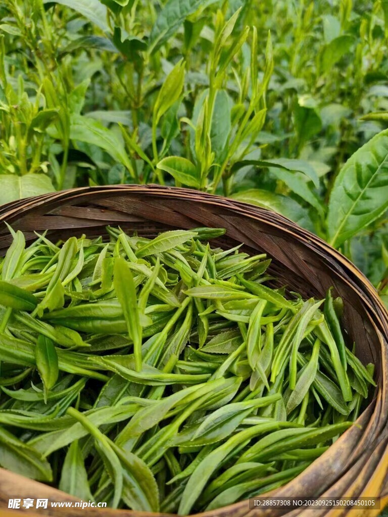 茶