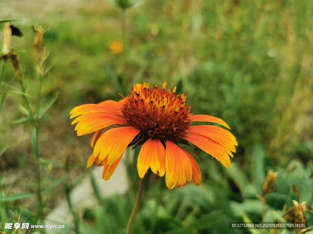 单朵菊花