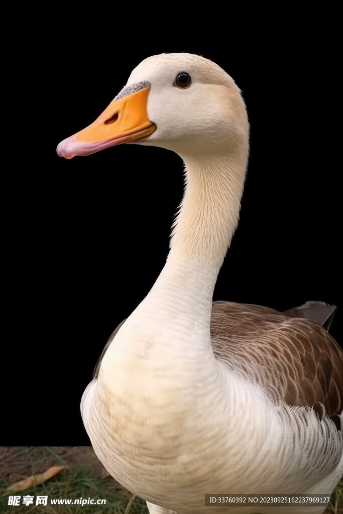 鹅