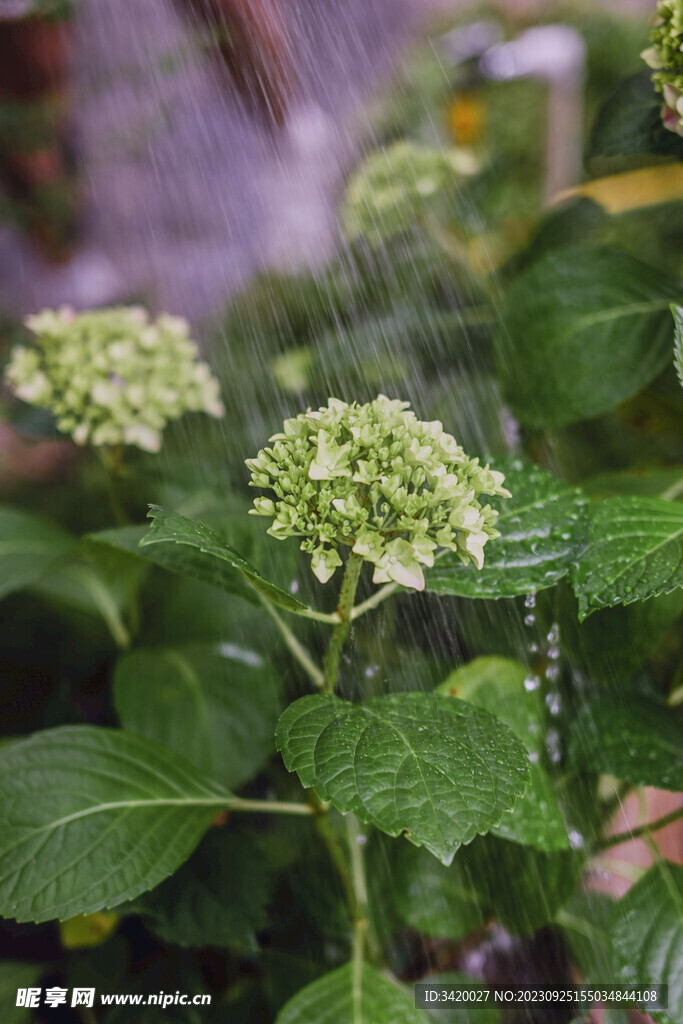 绣球花花苞