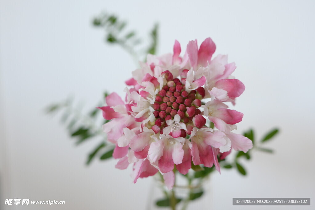 飞鸽蓝盆花