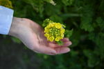 油菜花