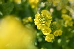 油菜花